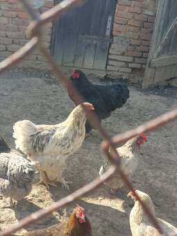 Brahmanky - 4