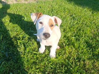 prodám štěňata Jack Russell teriéra-jrt - 4