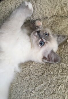 RAGDOLL KOŤÁTKA BEZ PP - 4