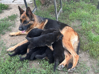 Německý ovčák - štěňata s PP - 4