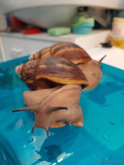 Archachatina marginata ovum XXL - 4