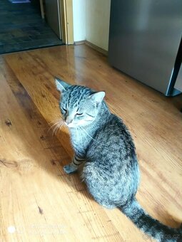 Darujeme Kocoura - 4