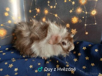 Morčátka CHS Z Hvězdné Liberec - 4