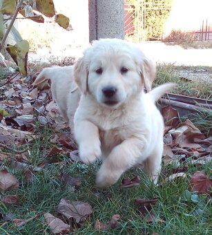 Zlatý retriever, zlatý retrívr - štěňata - 4