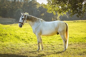 Starokladrubský valach na prodej - 4