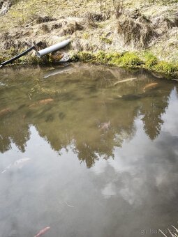 Koi kapr 40-55cm - 4