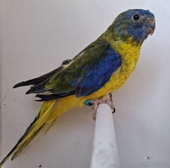 Neoféma tyrkysová žltobruchá - 4