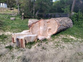 Topol (měkké dřevo) -  velké zajímavé kusy - 4