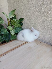 Zakrslý králík TEDDY - 4