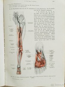 Das Nervensystem des Menschen 1953 - 4