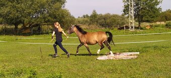 Welsh Moutain Pony kobylka s atraktivním zbarvením - 4