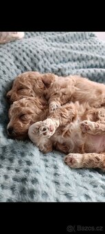 bischpoo ,,, toy pudl - 4