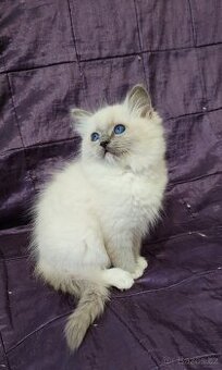 Ragdoll Blue mitted - 4