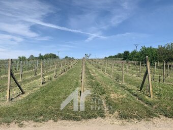 Křepice u Hustopečí – vinice 4 085 m2 – dobrý udržovaný stav - 4