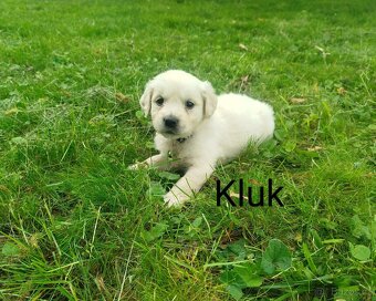 Zlatý retrívr / retriever bez pp - 4