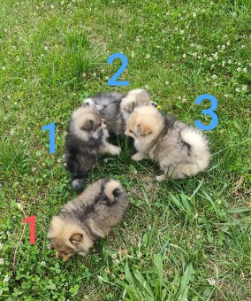 Štěňátka špic pomeranian - 4