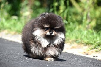Pomeranian - 4