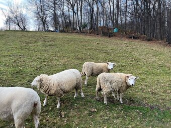 Prodám ovce - 4