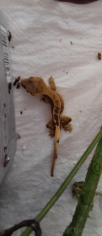 Pagekon řasnatý - 4