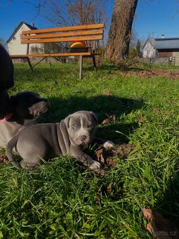 🐾 Americký staford – modrá štěňátka Bibi a Oli - 4