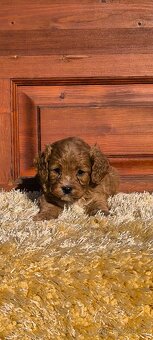 Cavapoo - 4