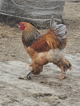 Brahmánka velká- kuřátka - 4