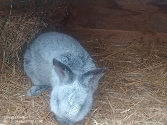 Prodám samce králíka VSS - 4