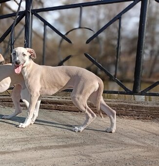 Whippet/ Vipet s PP - 4
