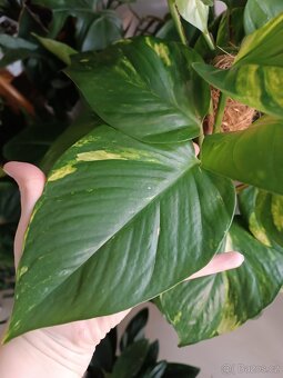 Pothos Epipremnum aureum - 4