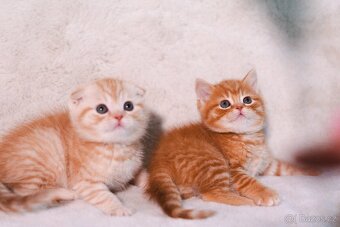 Scottish Fold a Scottish Straight - 4