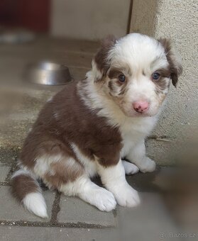 Border kolie blue a red merle - 4