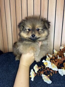 Štěňátka pomeranian bez PP - 4