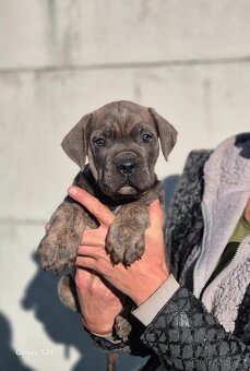Cane corso s PP - 4