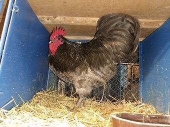 Australky kohouti - 4