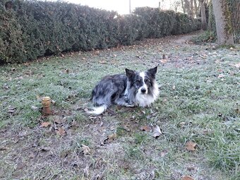 Nabízím krytí psem border kolie. - 4