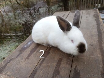 Samice králíka kříženky Nb+Kal - 4