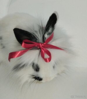 Zakrslý králíček bez PP samička Olivie - 4