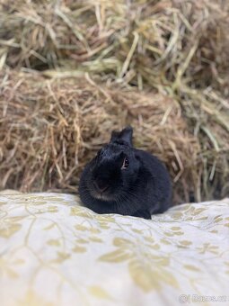 Zakrslý králík - Espeon - 4