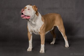 Krytí American bully xl - 4