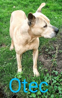 Štěňata Pitbull, Americký pitbull teriér bez PP - 4