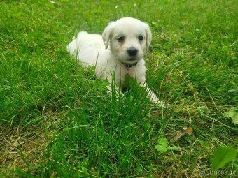 Zlatý retrívr / retriever  bez pp - 4