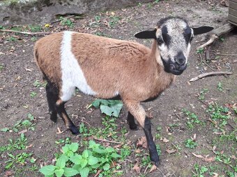 Ovce kamerunská, ovečka a beránek - 4