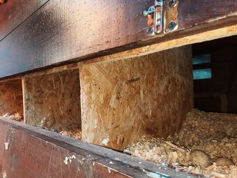 Zateplený kurník pro 8-10 slepic + oplocený výběh cca 25m2 - 4