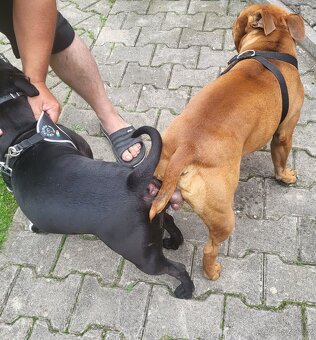 Stafordširský bulterier - 4