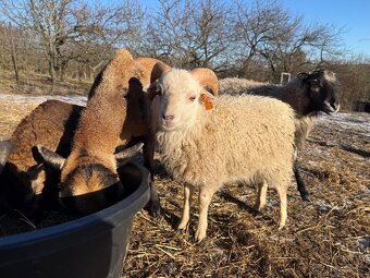 Ouessantský beránek - 4