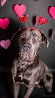 Gino - x cane Corso - praštěný puberťák, 1rok - 4