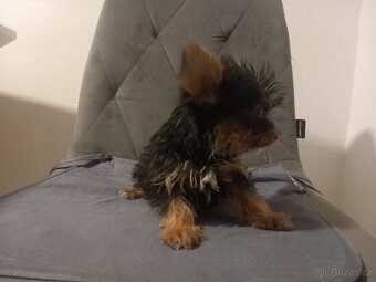 Jorkšírský teriér - 4