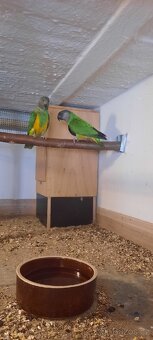 Papoušek senegalský - 4