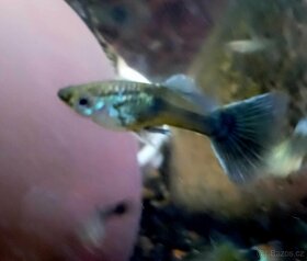 Paví očka Guppky Prachaticko - 4