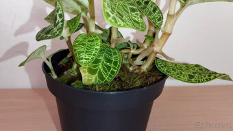 Macodes Petola (jewel orchid) - 4